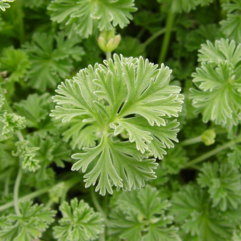 Pelargonium Deerwood Lavender - Geranio odoroso (Fogliame)