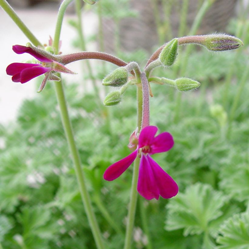 Pelargonium Deerwood Lavender - Geranio odoroso (Fioritura)