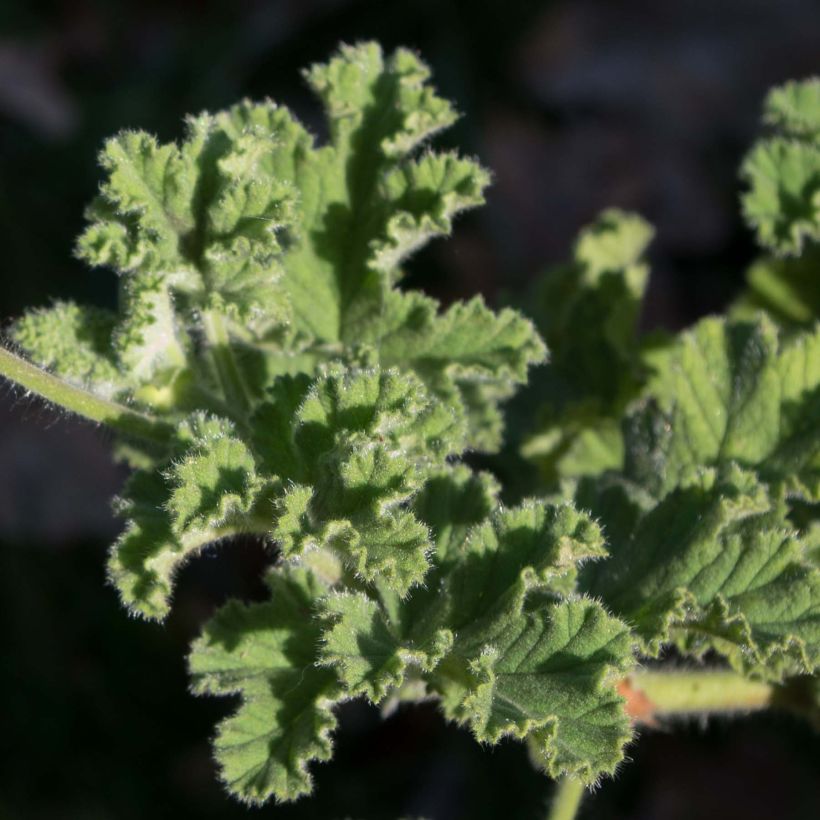 Pelargonium Endsleigh - Geranio odoroso (Fogliame)