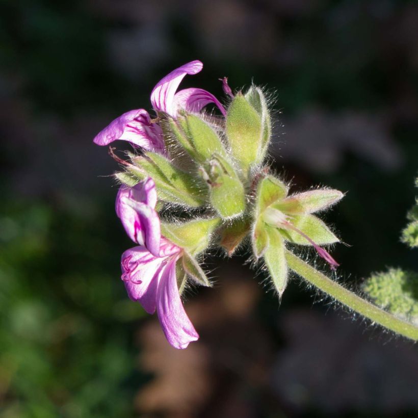 Pelargonium Endsleigh - Geranio odoroso (Fioritura)