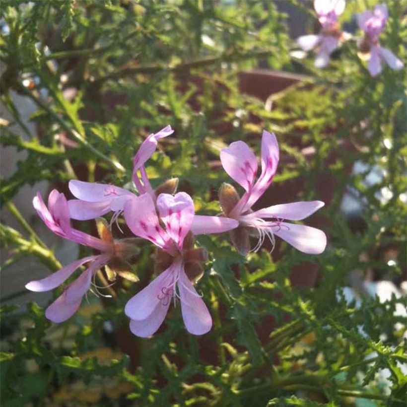 Pelargonium denticulatum Filicifolium (Fioritura)