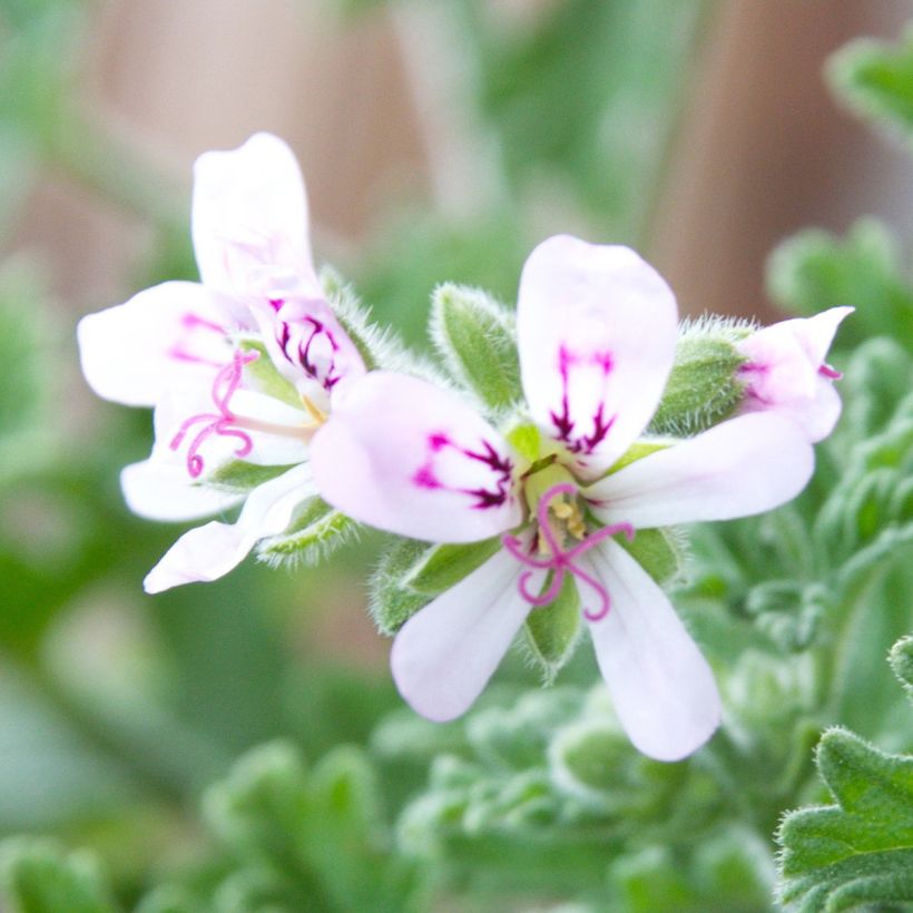 Pelargonium graveolens Lady Plymouth - Pelargonio odoroso (Fioritura)