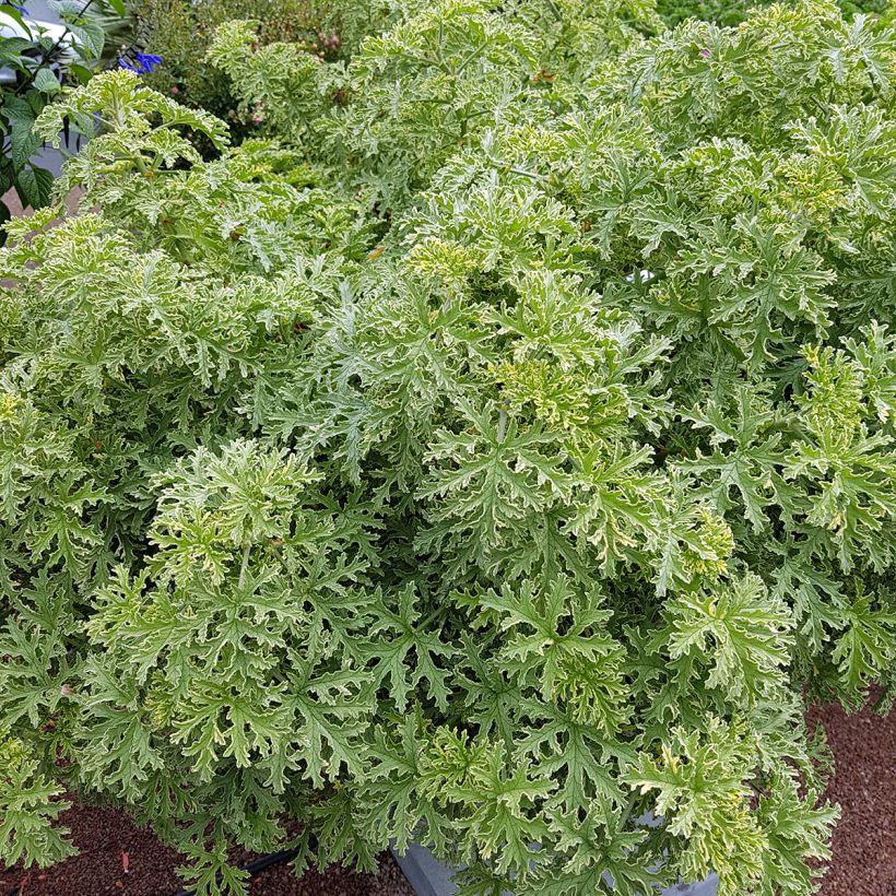 Pelargonium graveolens Lady Plymouth - Pelargonio odoroso (Porto)