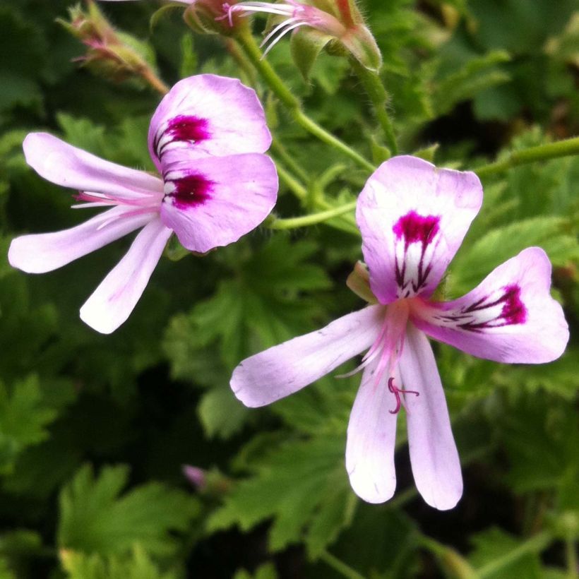 Pelargonium Lemon fancy - Geranio odoroso (Fioritura)