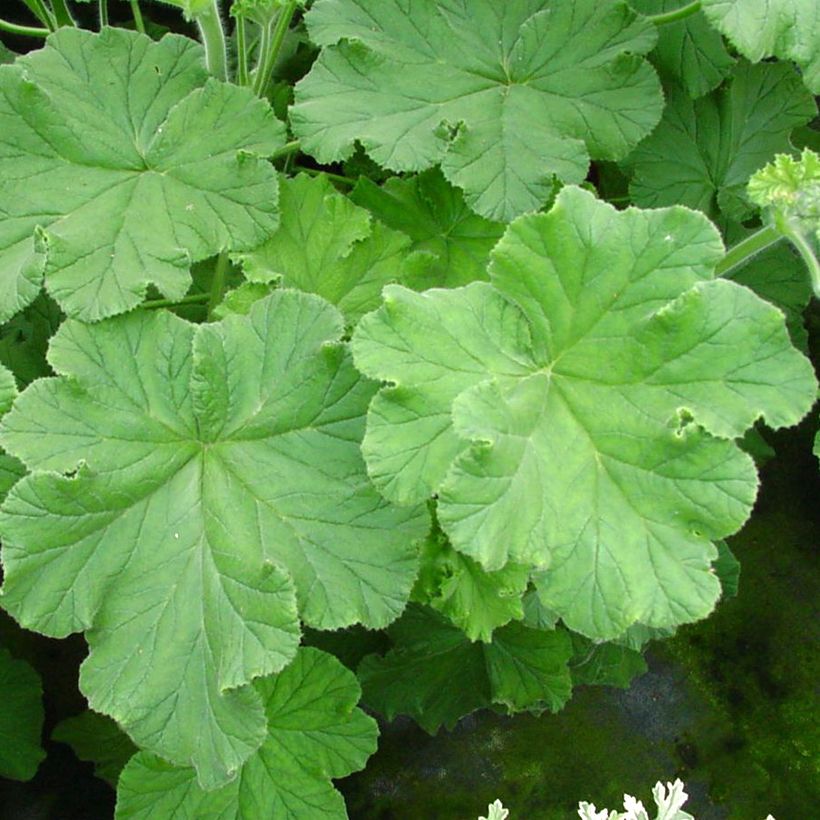 Pelargonium Purple Unique (Fogliame)