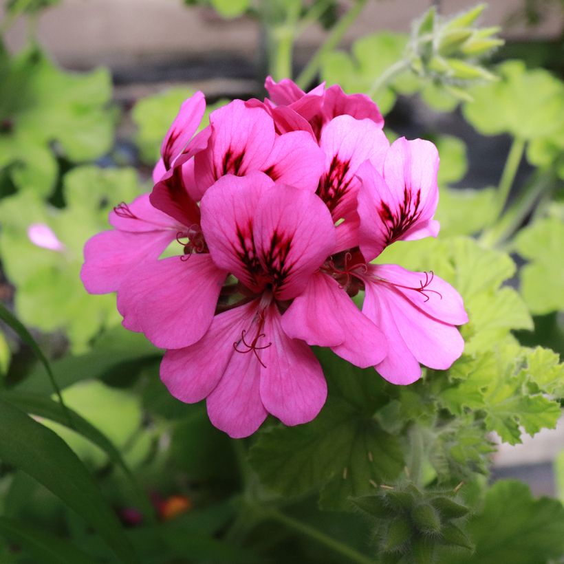 Pelargonium Purple Unique (Fioritura)