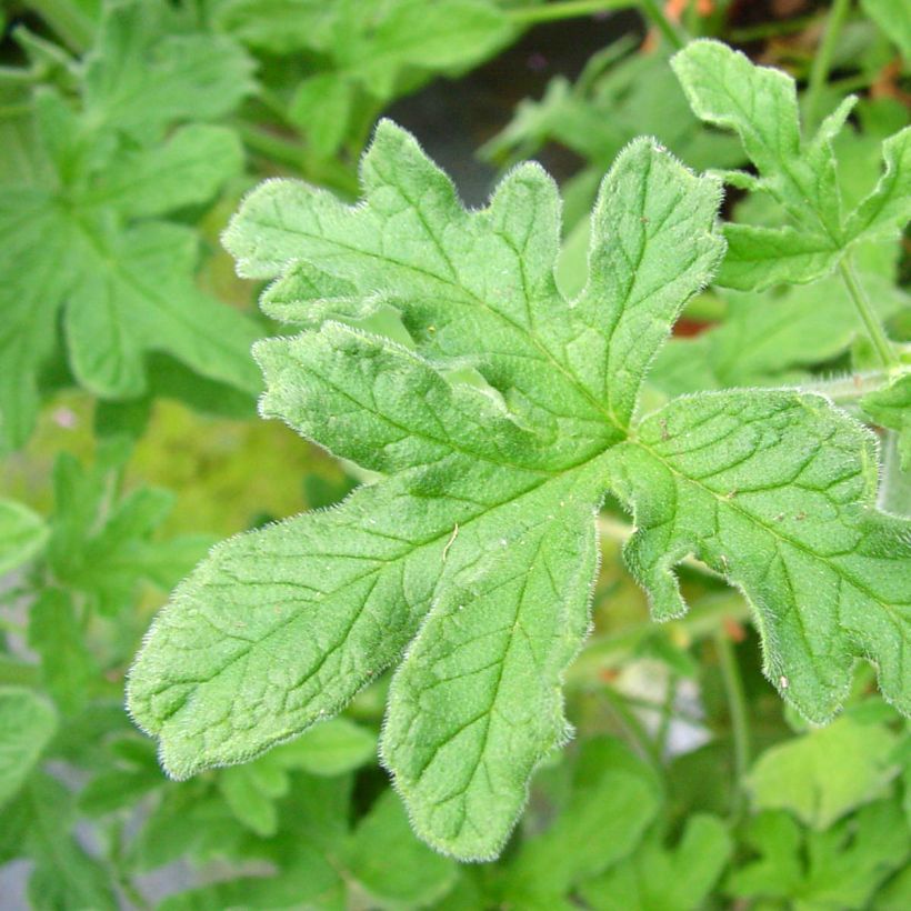 Pelargonium graveolens Robert's Lemon Rose - Pelargonio odoroso (Fogliame)