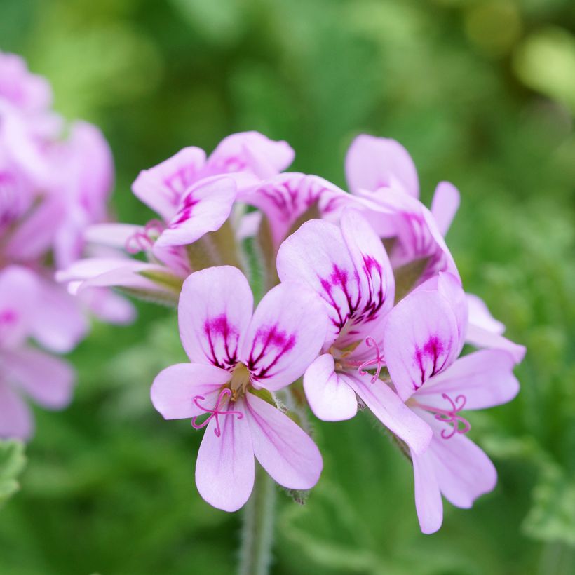 Pelargonium graveolens White Graveolens - Pelargonio odoroso (Fioritura)