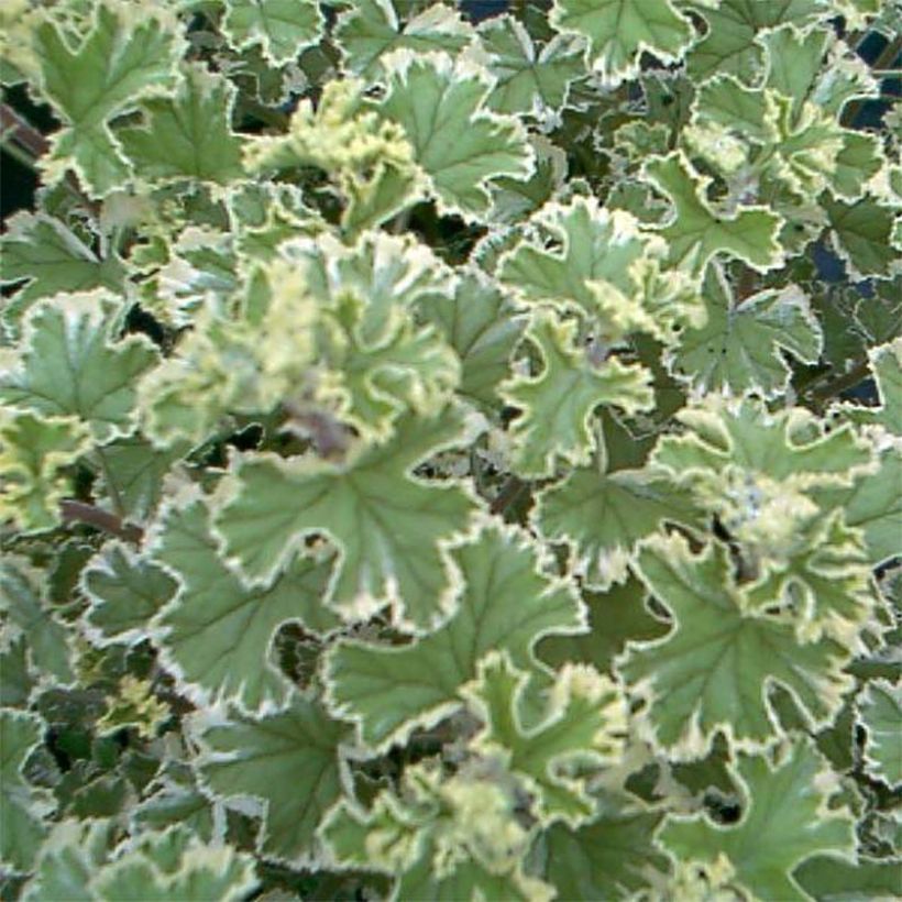 Pelargonium crispum Variegatum (Fogliame)