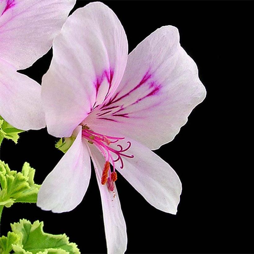 Pelargonium crispum Variegatum (Fioritura)