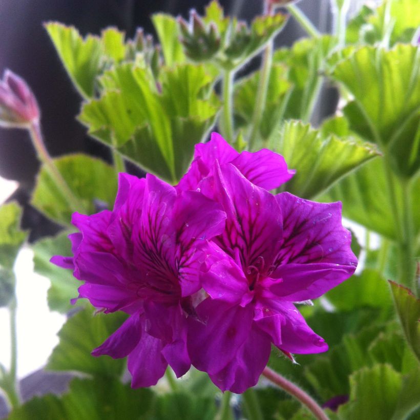 Pelargonium cucullatum (Fioritura)