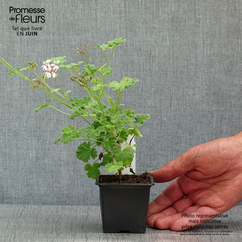 Pelargonium odorant fragrans Variegatum - Géranium parfum pin maritime - Godet de 8/9 cm esemplare consegnato in primavera