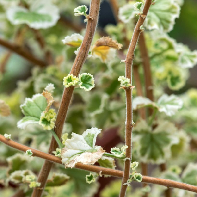 Pelargonium fragrans Variegatum - Pelargonio odoroso (Fogliame)