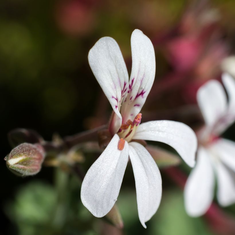 Pelargonium fragrans Variegatum - Pelargonio odoroso (Fioritura)