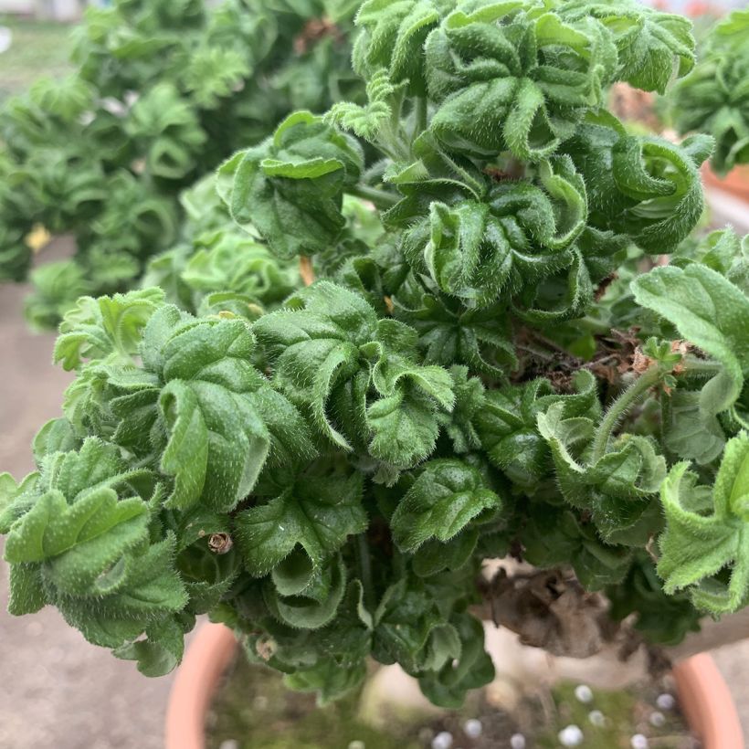 Pelargonium graveolens Bontrosaï - Pelargonio odoroso (Fogliame)