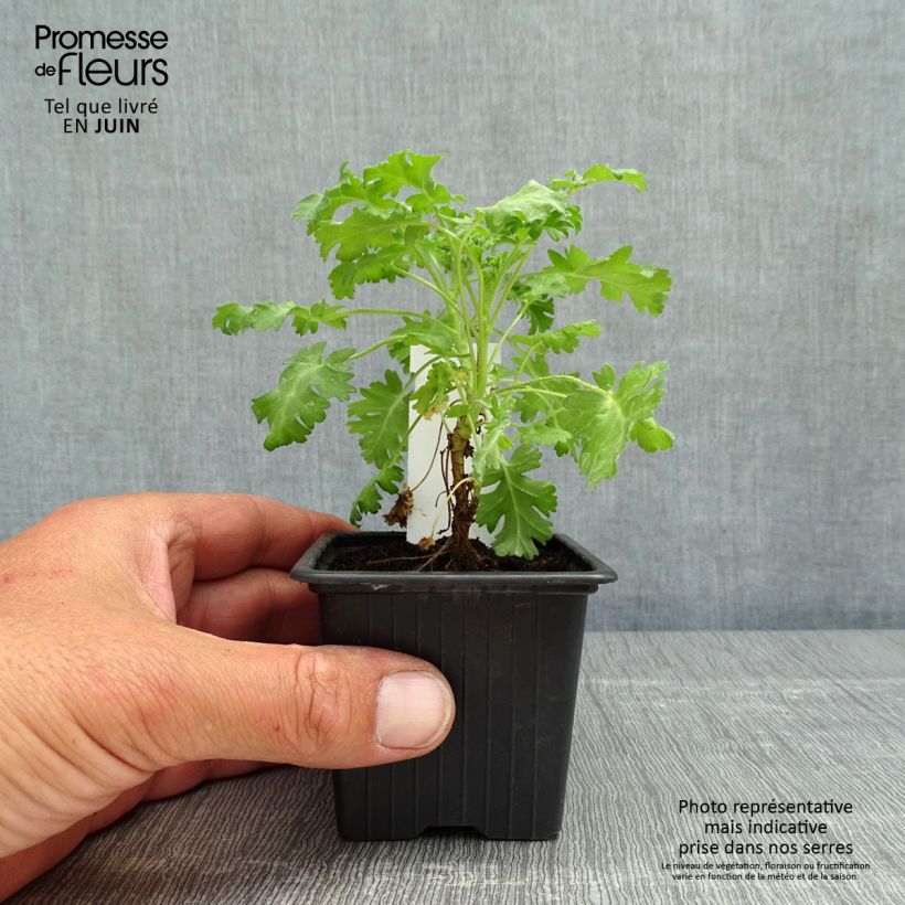 Pelargonium ionidiflorum Vasetto da 8/9 cm esemplare consegnato in primavera