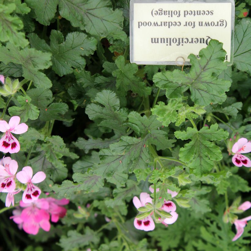 Pelargonium quercifolium (Fogliame)