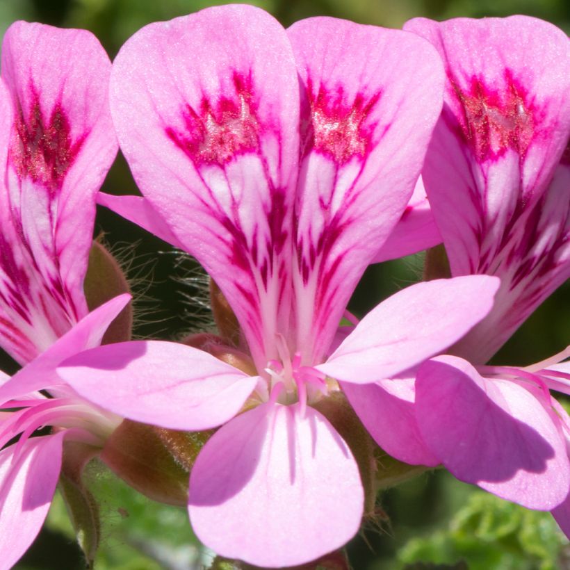 Pelargonium quercifolium (Fioritura)