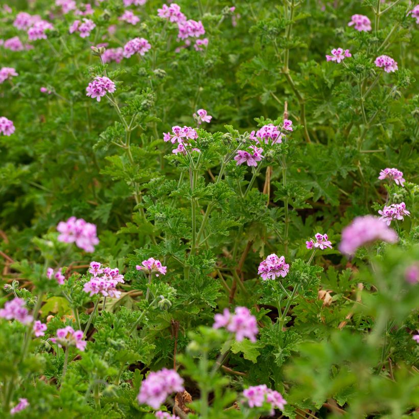 Pelargonium quercifolium (Porto)