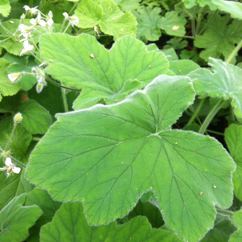 Pelargonium tomentosum (Fogliame)