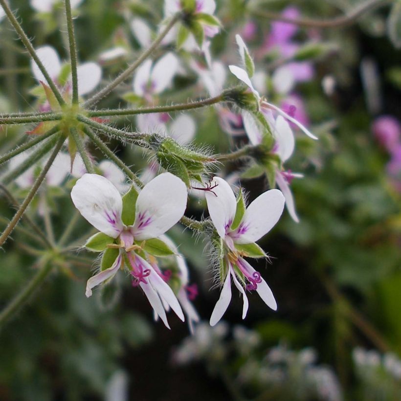 Pelargonium tomentosum (Fioritura)