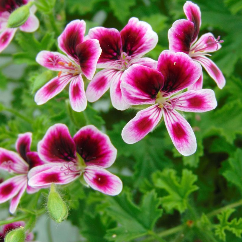 Pelargonium Mosquitaway Eva - Geranio odoroso (Fioritura)