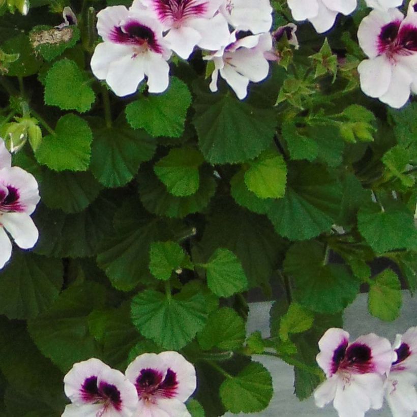 Pelargonium Mosquitaway Lizzy - Geranio odoroso (Fogliame)