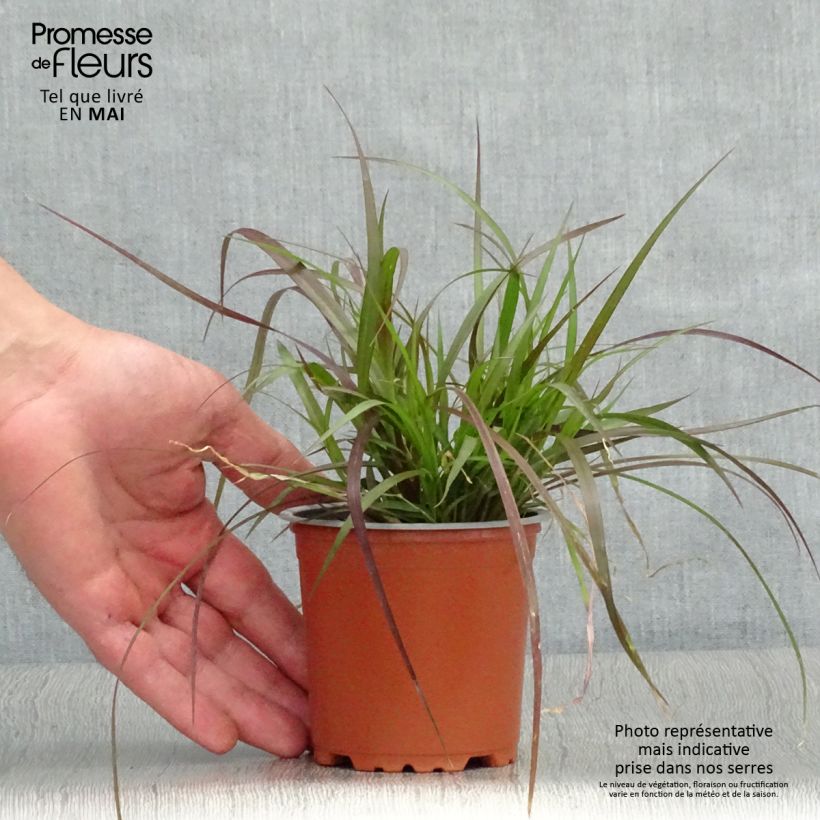 Pennisetum advena Rubrum - Herbe aux ecouvillons pourpres en mini-mottes - pot de 10/11cm esemplare consegnato in primavera