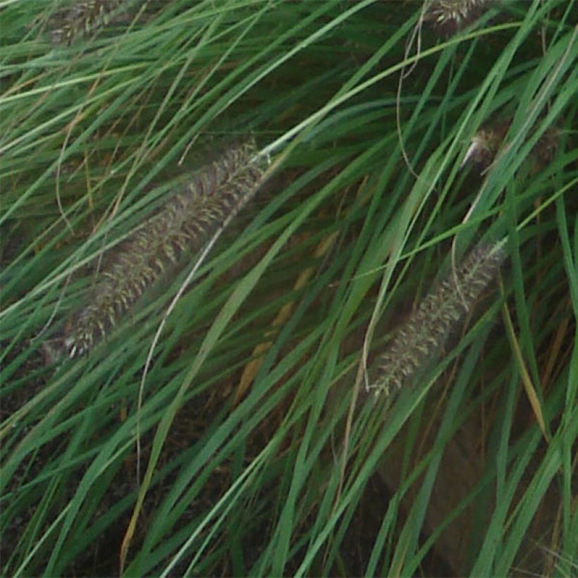 Pennisetum alopecuroïdes f. viridescens (Fogliame)