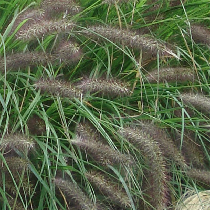 Pennisetum alopecuroïdes f. viridescens (Fioritura)