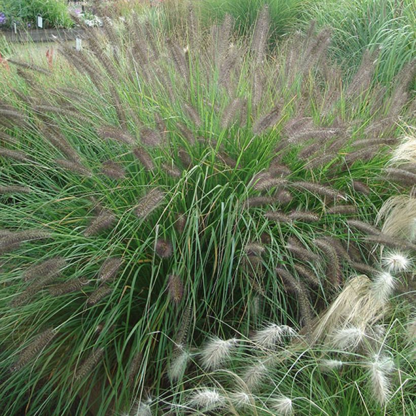 Pennisetum alopecuroïdes f. viridescens (Porto)