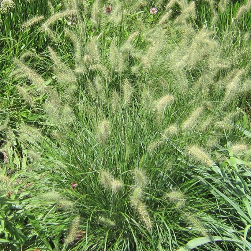 Pennisetum alopecuroïdes Cassian (Fioritura)