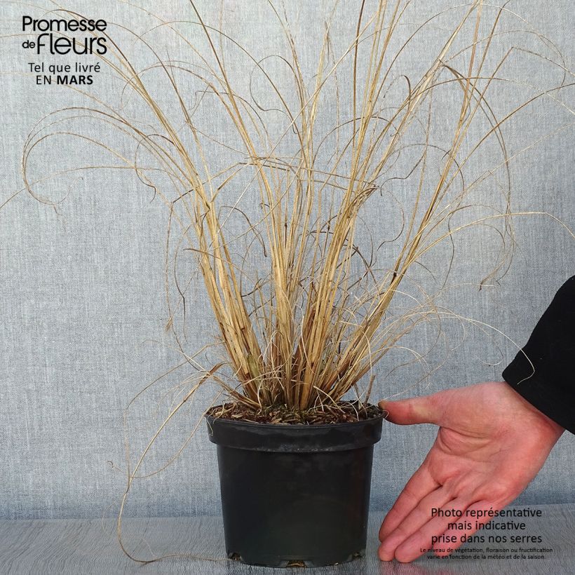 Pennisetum alopecuroides Cassian - Herbe aux écouvillons en pot de 2L/3L esemplare consegnato in inverno