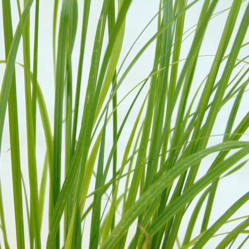 Pennisetum alopecuroides Goldstrich (Fogliame)