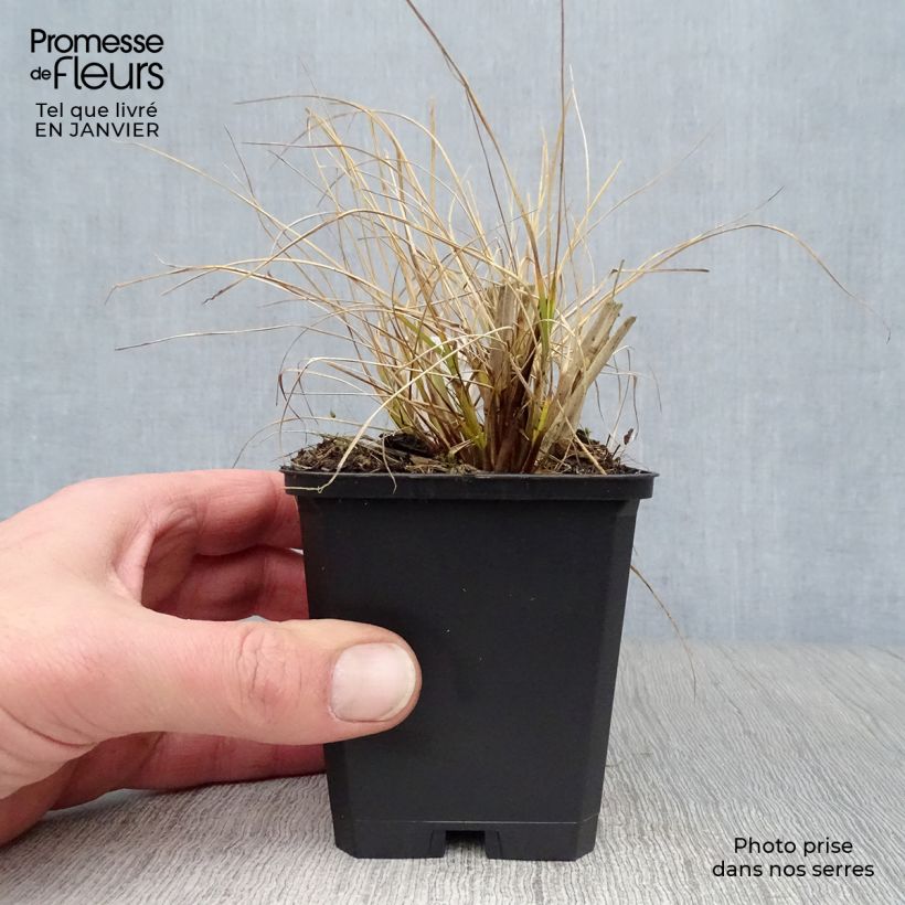 Pennisetum alopecuroides Goldstrich - Herbe aux écouvillons Godet de 9cm esemplare consegnato in inverno