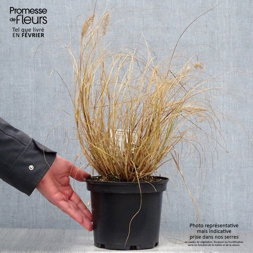 Pennisetum alopecuroides Hameln - 3L/4L esemplare consegnato in inverno