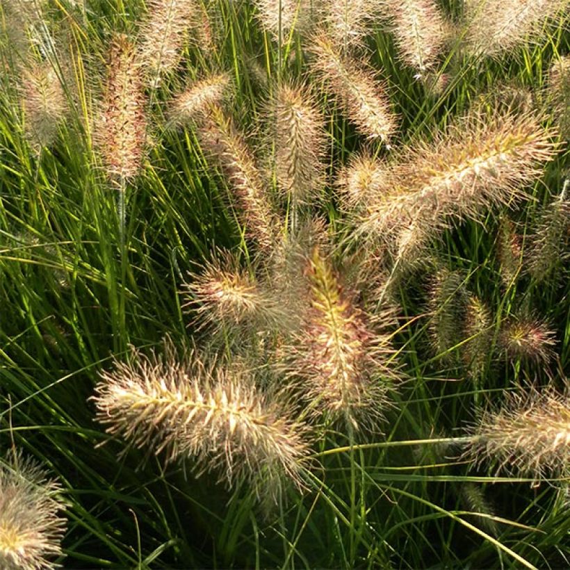 Pennisetum alopecuroïdes Hameln (Fioritura)