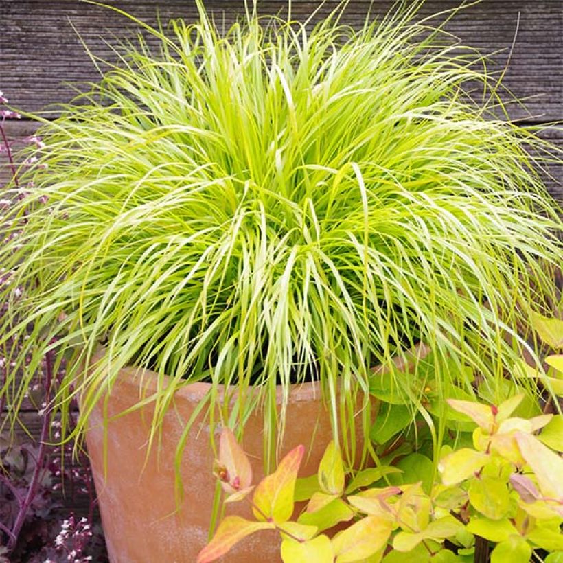 Pennisetum alopecuroïdes Hameln Gold (Porto)