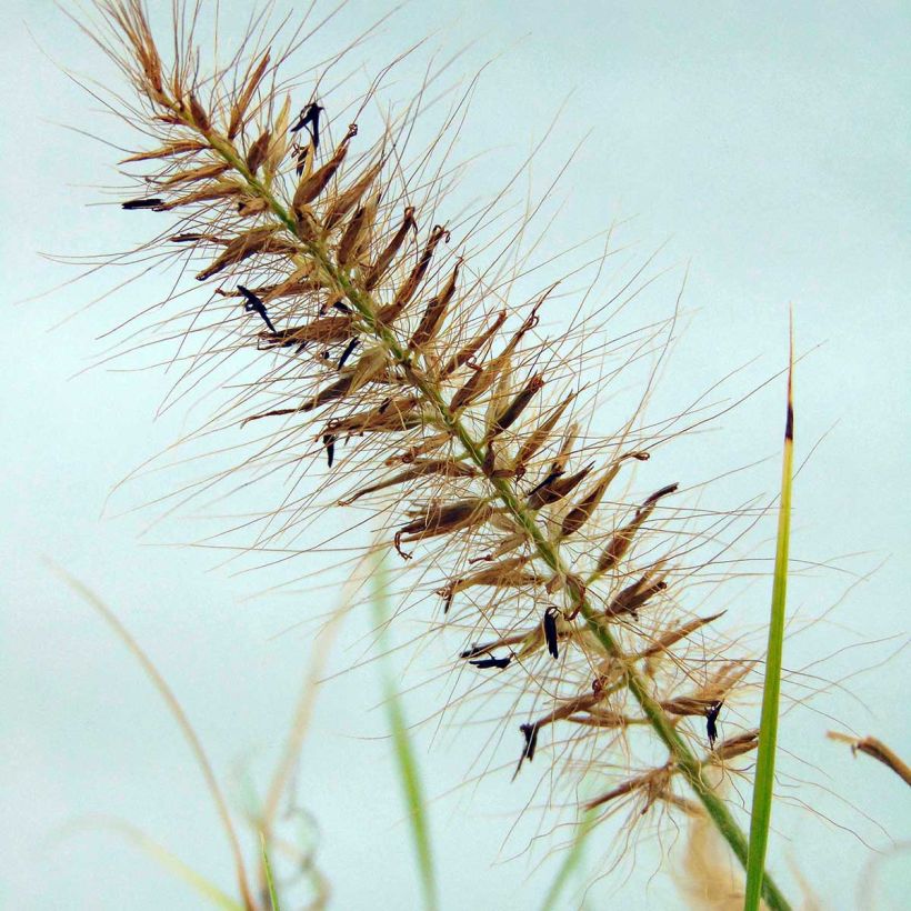 Pennisetum alopecuroïdes Hameln Gold (Fioritura)