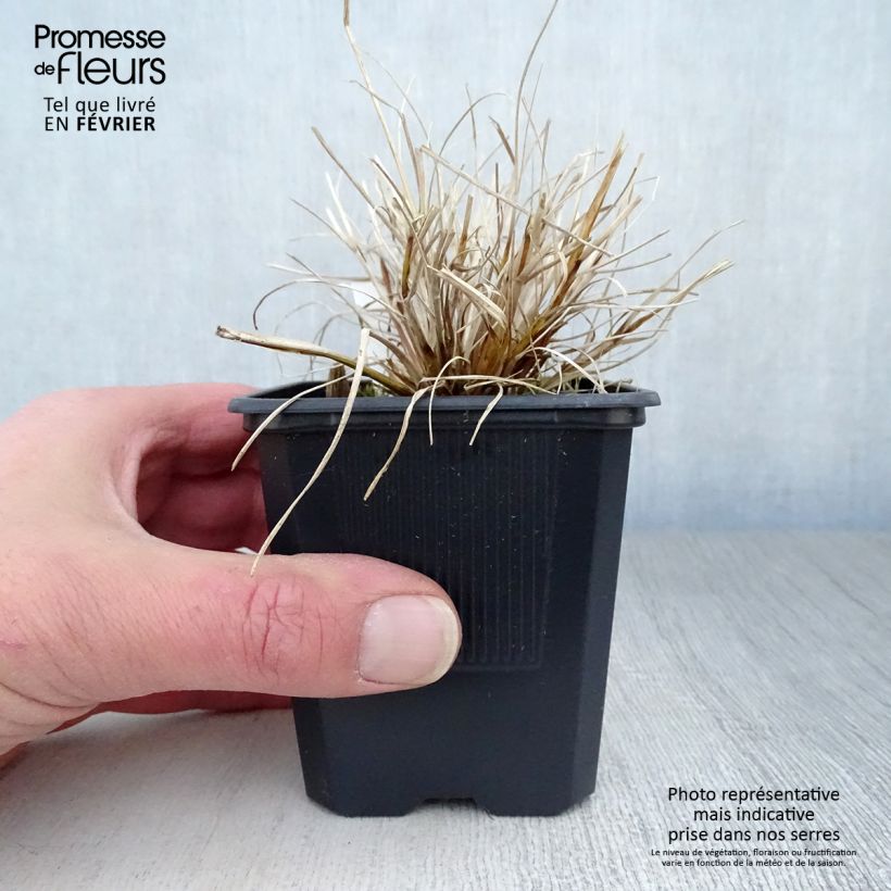 Pennisetum alopecuroides Hameln Gold - Herbe aux écouvillons dorée. Godet de 8/9 cm esemplare consegnato in inverno