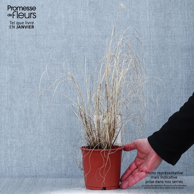 Pennisetum alopecuroides Hameln Gold - Herbe aux écouvillons dorée. Pot de 1L/1.5L esemplare consegnato in inverno