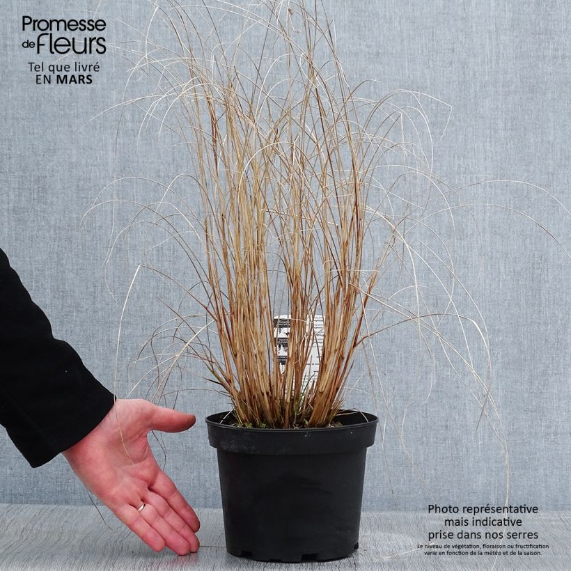 Pennisetum alopecuroides Hameln - Pot de 2L esemplare consegnato in inverno