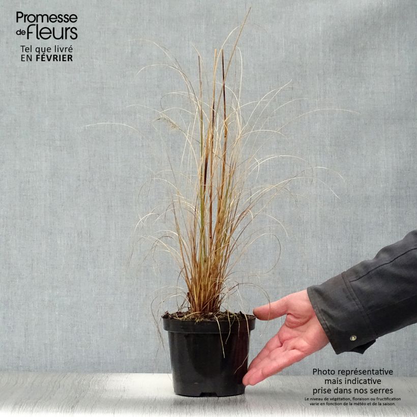 Pennisetum alopecuroides Hameln en pot de 1.5L esemplare consegnato in inverno