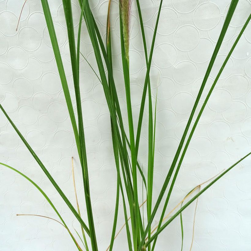 Pennisetum alopecuroïdes Herbstzauber (Fogliame)