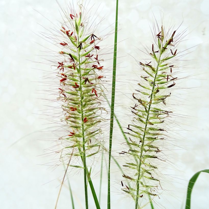 Pennisetum alopecuroïdes Herbstzauber (Fioritura)