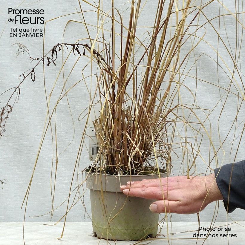 Pennisetum alopecuroïdes Japonicum - Herbe aux écouvillons en pot de 2/3 litres esemplare consegnato in inverno