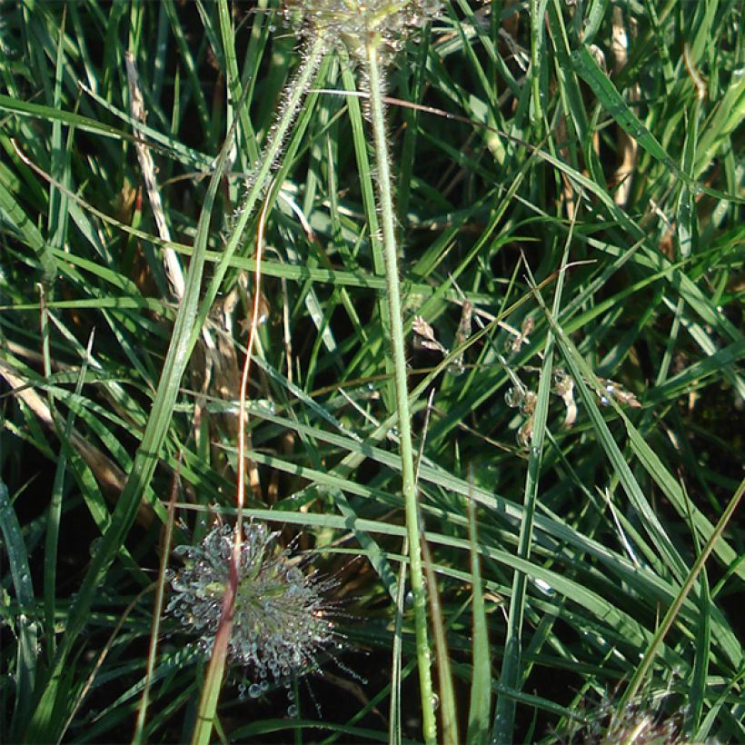 Pennisetum alopecuroïdes Little Bunny (Fogliame)