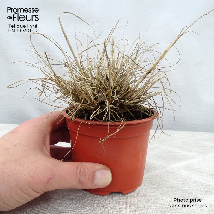 Pennisetum alopecuroides Little Bunny - Herbe aux écouvillons godet de 9cm esemplare consegnato in inverno