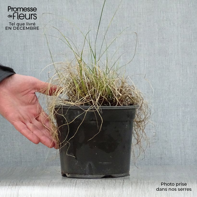 Pennisetum alopecuroides Little Bunny - Herbe aux écouvillons pot de 2L esemplare consegnato in inverno