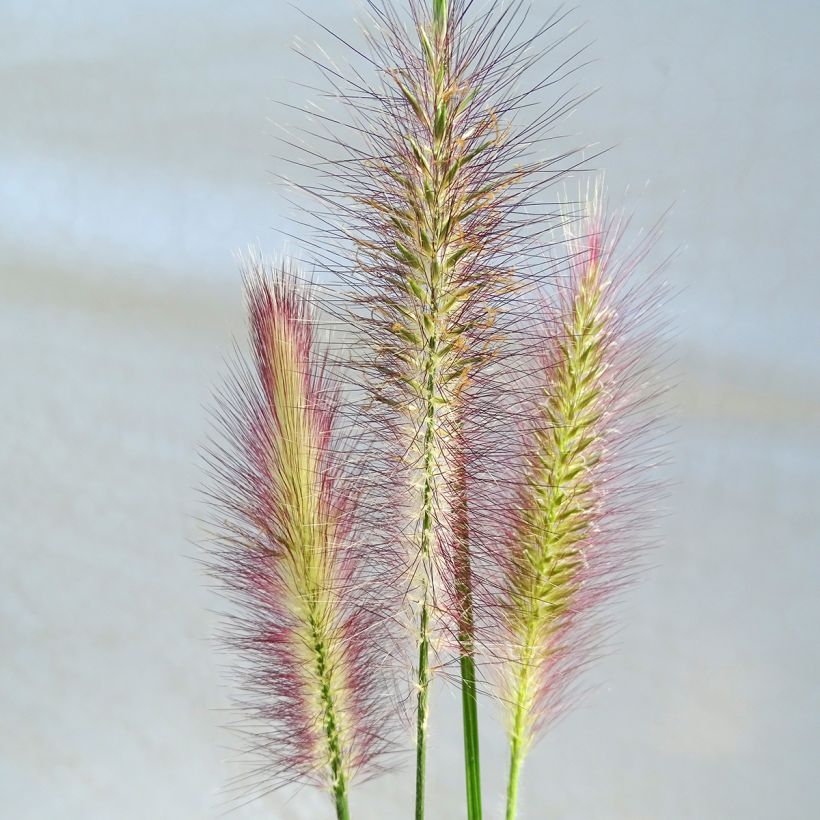 Pennisetum alopecuroïdes Magic (Fioritura)